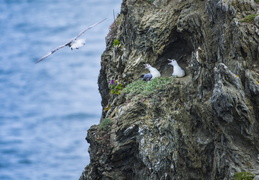 Fulmars boréal au nid