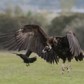 Atterrissage du vautour fauve.jpg
