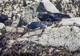 Famille de phoques gris