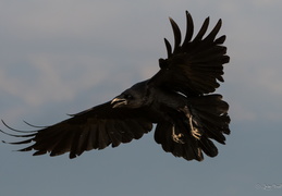 Grand corbeau atterrissant 