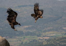 Aigle Royal vs vautour moine 2