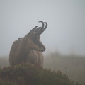 Portrait de chamois dans la brume.jpg