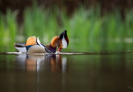 Canard mandarin mâle en plumage nuptiale